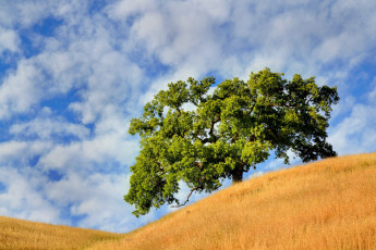 Картинка природа деревья облака поле