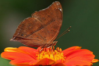 Картинка животные бабочки цветок