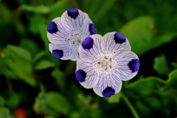 Картинка цветы немофилы вероники