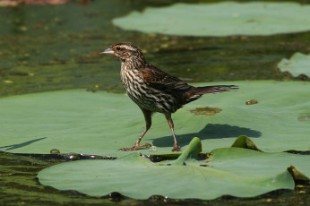Картинка животные птицы вода