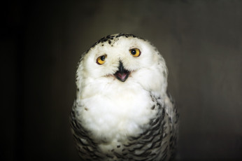 Картинка животные совы птица