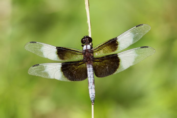 обоя животные, стрекозы, соломинка