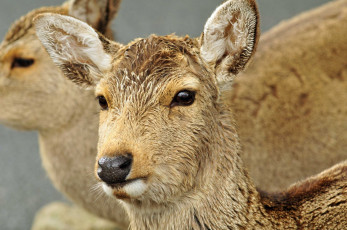 Картинка животные олени