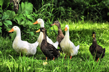 Картинка животные утки