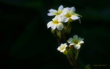 Картинка цветы