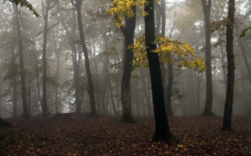 Картинка природа лес туман