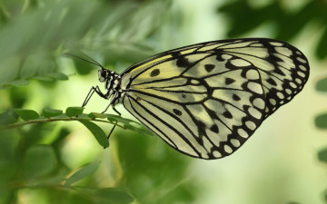 Картинка животные бабочки