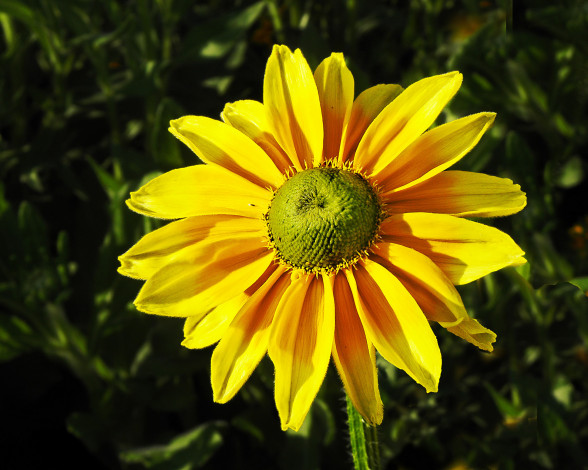 Обои картинки фото цветы, рудбекия