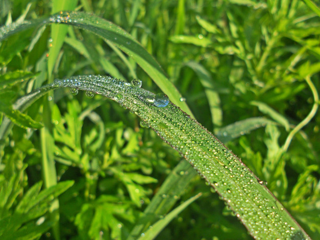 Обои картинки фото природа, макро, роса, трава, травинка