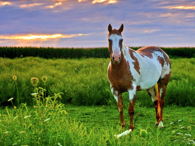Обои картинки фото животные, лошади