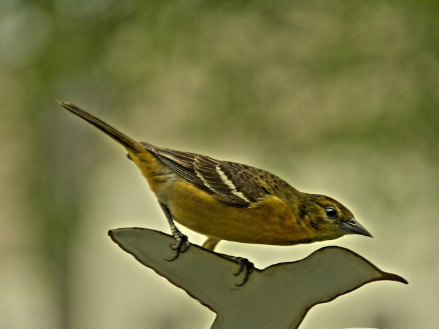 Обои картинки фото животные, птицы