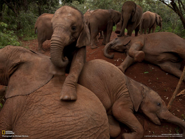 Обои картинки фото животные, слоны