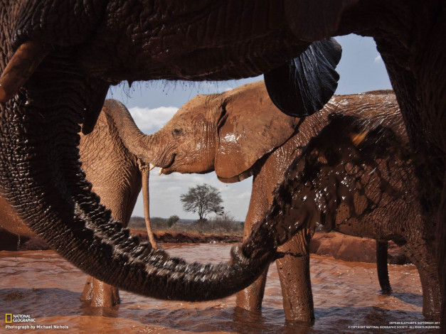 Обои картинки фото животные, слоны