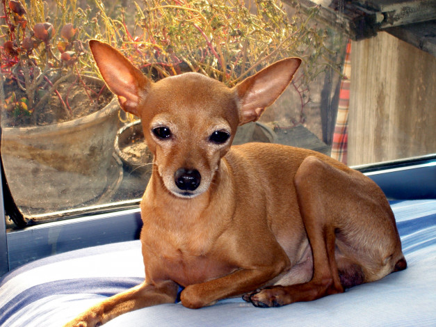 Обои картинки фото животные, собаки