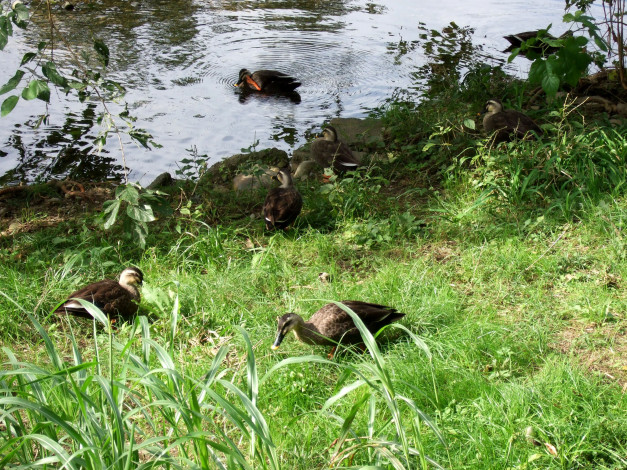 Обои картинки фото животные, утки