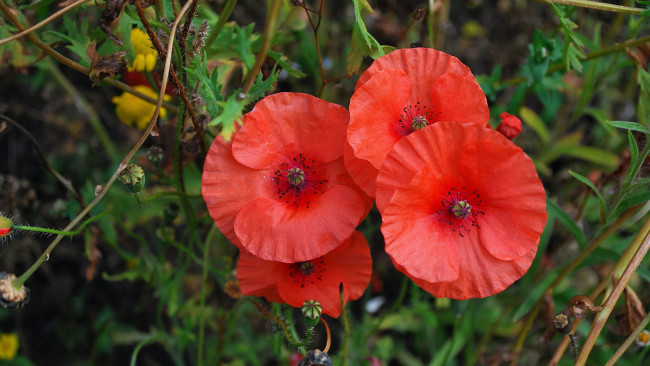 Обои картинки фото цветы, маки