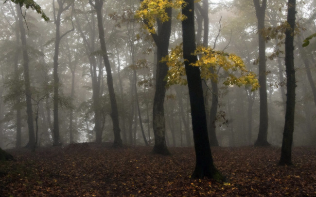 Обои картинки фото природа, лес, туман