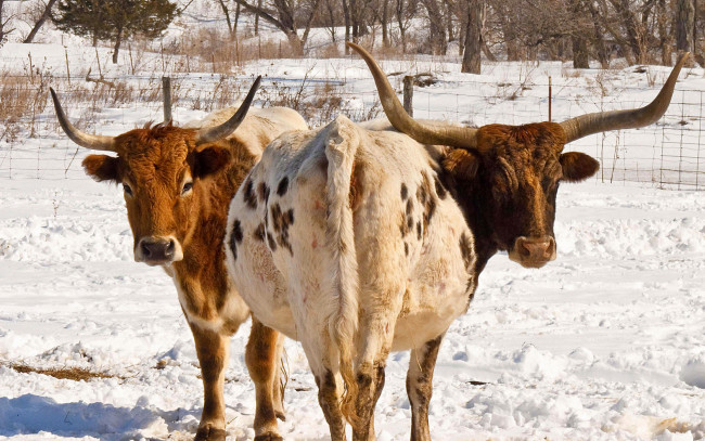 Обои картинки фото животные, коровы, буйволы