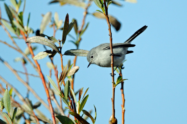Обои картинки фото животные, птицы, маленький, ветка, серый