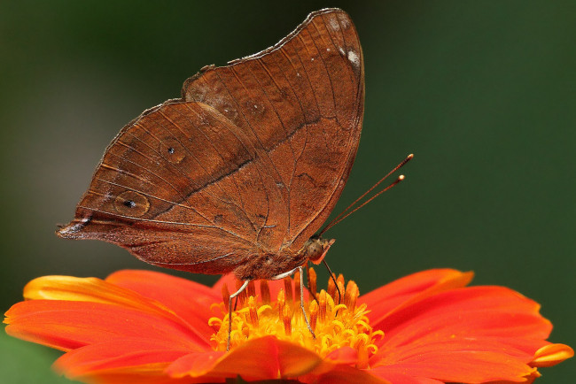 Обои картинки фото животные, бабочки, цветок