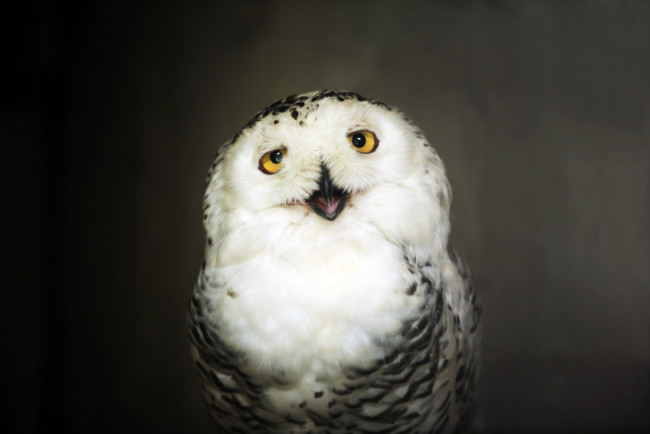 Обои картинки фото животные, совы, птица