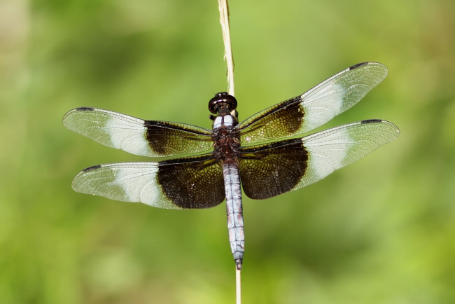 Обои картинки фото животные, стрекозы, соломинка