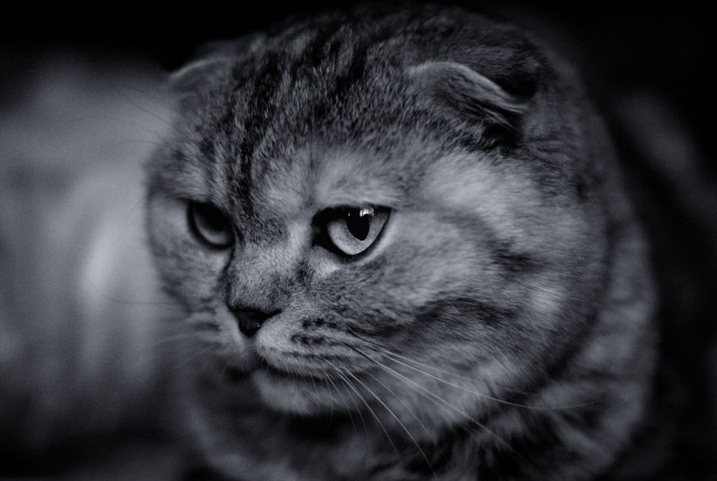 Обои картинки фото животные, коты, морда