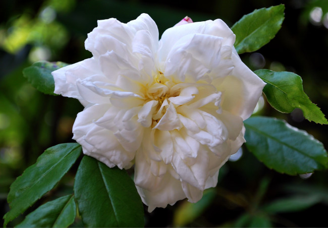 Обои картинки фото цветы, розы