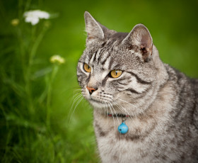 Картинка животные коты котэ