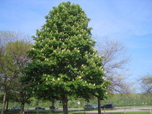 Картинка природа деревья каштан