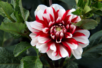 Картинка цветы георгины георгина