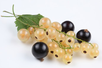 Картинка еда смородина ягоды белая чёрная