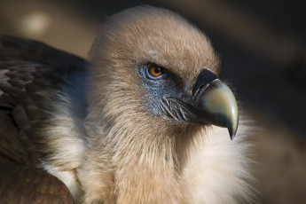 Картинка животные птицы хищники клюв