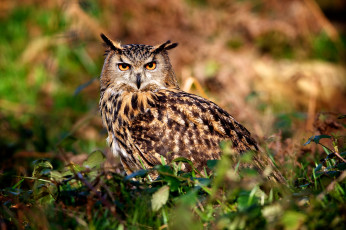 Картинка животные совы трава