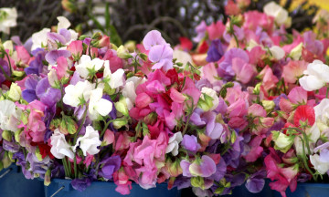 Картинка цветы душистый горошек много разноцветный