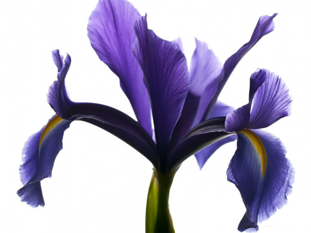 Обои картинки фото цветы, ирисы, лепеестки