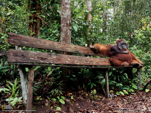 Обои картинки фото животные, обезьяны, лес, обезьяна