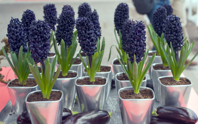 Обои картинки фото цветы, гиацинты, черный, экзотика