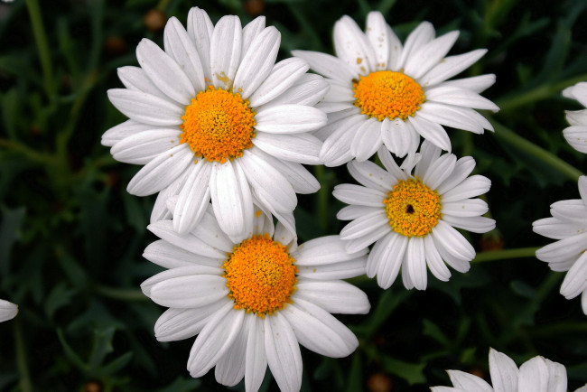 Обои картинки фото цветы, ромашки