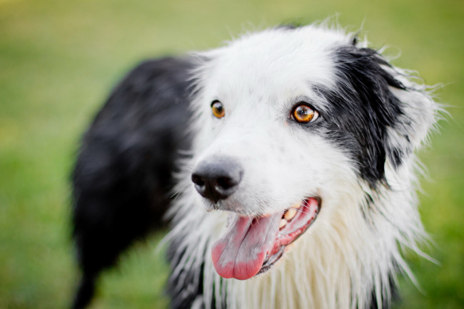 Обои картинки фото животные, собаки, взгляд, собака