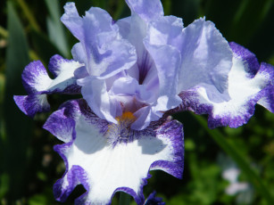 Картинка цветы ирисы ирис