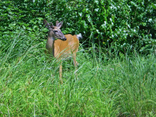 обоя животные, олени, трава, лес, олень