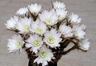 Картинка цветы кактусы цветение