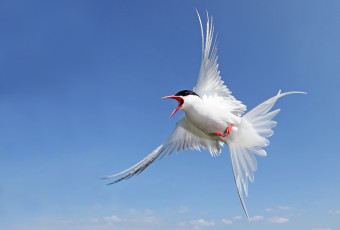 Картинка животные Чайки бакланы крачки крачка полет