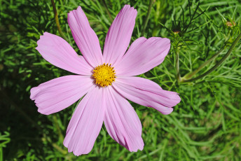 Картинка цветы космея лепестки