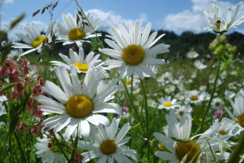 Картинка цветы ромашки лепестки луг