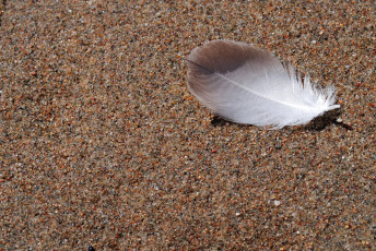 Картинка разное перья перо