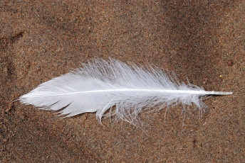 Картинка разное перья перо