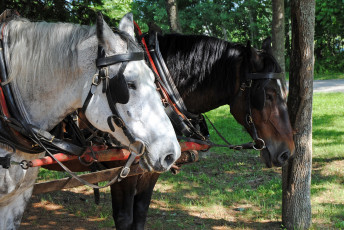 Картинка животные лошади