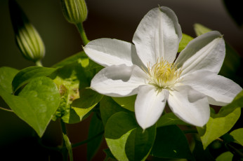 Картинка цветы клематис ломонос макро